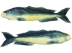 Balıklı Pano (Orfoz-Akya) 154-001 ve 154-002 Görseli