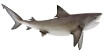 TAXIDERMY - Bull Shark Görseli