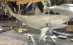 TAXIDERMY - Bull Shark Görseli