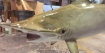TAXIDERMY - Hammer Head Shark Görseli