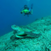 Scooter - Underwater - Manta - Beyaz Görseli