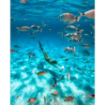Scooter - Underwater - Manta - Beyaz Görseli